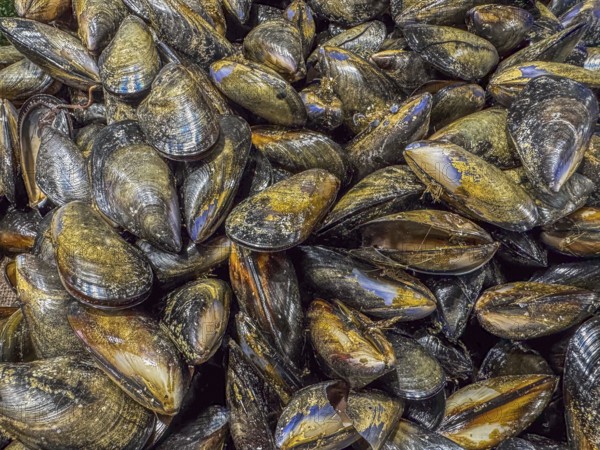 A close up image of a group of Australien mussels (Mytilus californianus) in a fish market,