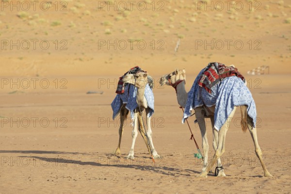 Dromedaries (Camelus dromedarius) with saddle in the Wahiba Sands or Rimal Al Wahiba or Sharqiyya