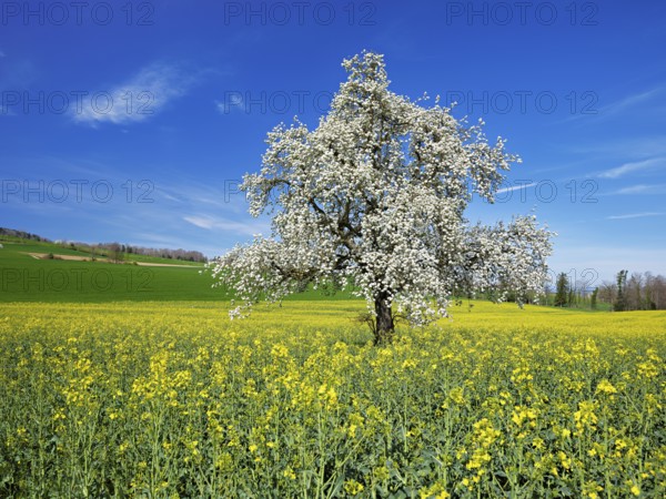 Flowering pear tree (Pyrus communis), standing in a field of flowering rape, Beinwil, Freiamt,
