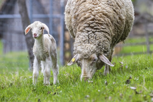 Sheep and young of the Württemberger breed, also known as Merinoland sheep. Sheep pasture on the
