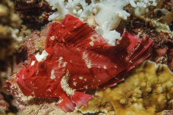 Close-up of Red Wobbegong (Taenianotus triacanthus) sitting in colourful vibrant intact healthy