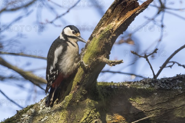 A great spotted woodpecker (Dendrocopos major) clings to a mossy branch in the light of a clear
