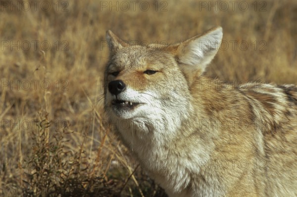 Coyote. Canis latrans. Coyote standing on a meadow and watching. Close up. Rocky Mountains national