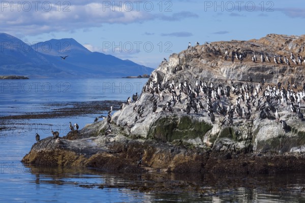 Ushuaia, Tierra del Fuego, Argentina, Cormorants sitting on a rock in the Beagle Channel, South