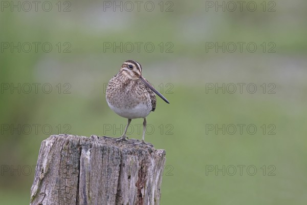 Snipe (Gallinago gallinago), standing on fence posts of a pasture, on moorland, snipe birds,