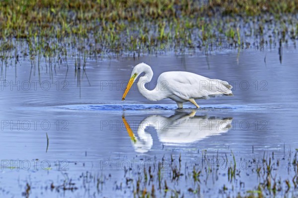 Great white egret, great egret (Ardea alba) non-breeding adult fishing in shallow water of wetland