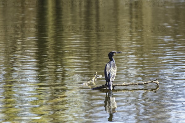 A cormorant sits on a branch in the water, reflected by the calm lake surface, Brüggen, North