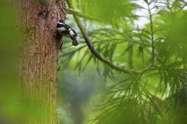 Great spotted woodpecker (Dendrocopos major), male with droppings in his beak shortly in front of