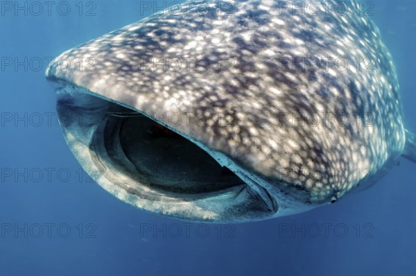 Underwater photo of head of whale shark (Rhincodon typus) harmless plankton eater swims with open