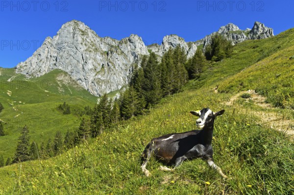 Hornless animal of the Thuringian Forest goat breed lying in the grass on the way to the mountain