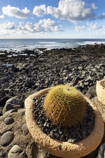 Cactus in a flower pot, rocky west coast, black lava coast, coastline, El Golfo, Yaiza, Lanzarote,