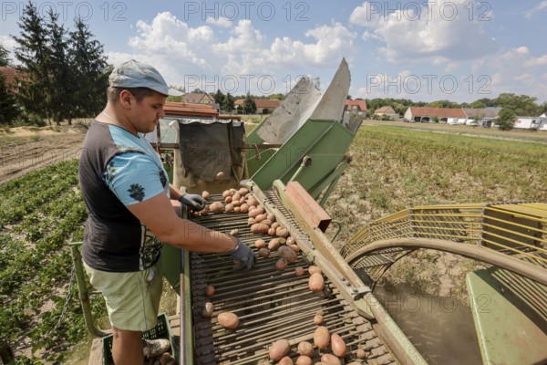 Wittichenau, Oberlausitz, Saxony, Germany - Potato harvest on the family-run farm and vegetable