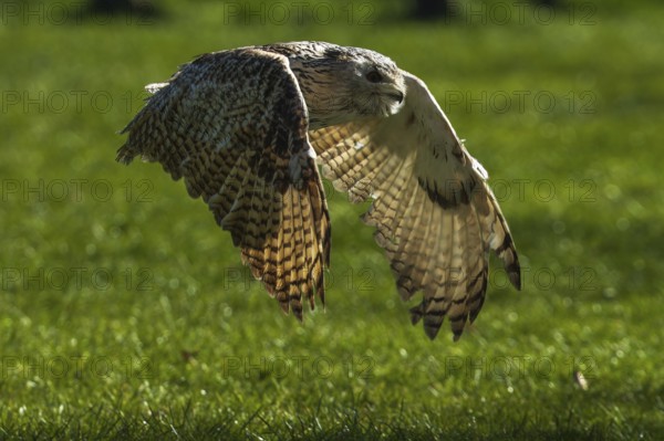 An owl flies close to the ground over a green meadow in daylight, Siberian Eagle Owl (Bubo