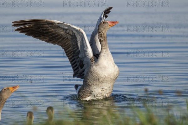 Grey goose (Anser anser), gander flapping its wings, imposing behaviour, Hauke-Haien-Koog nature