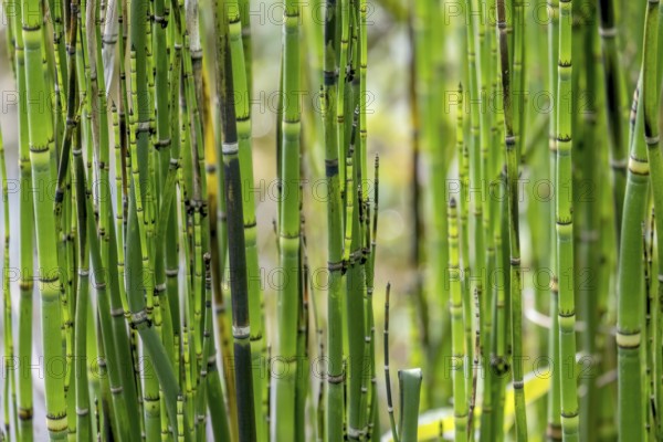 Horsetails (Equisetum), Münsterland, North Rhine-Westphalia, Germany, Europe