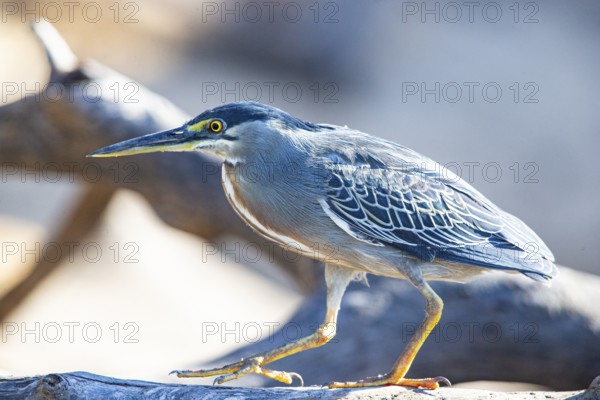 Mongrove Heron (Butorides striatus) Pantanal Brazil