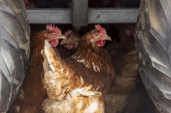 Chickens looking for shelter between tractor tyres, domestic chicken, Rhineland-Palatinate,