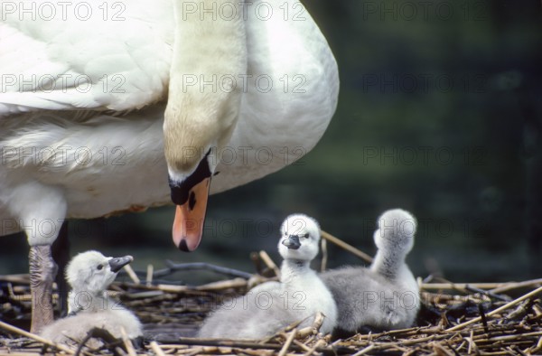 Mute swan. Cygnus olor. swan and new born cygnets stand on the nest. Forest of La Wantzenau. Region