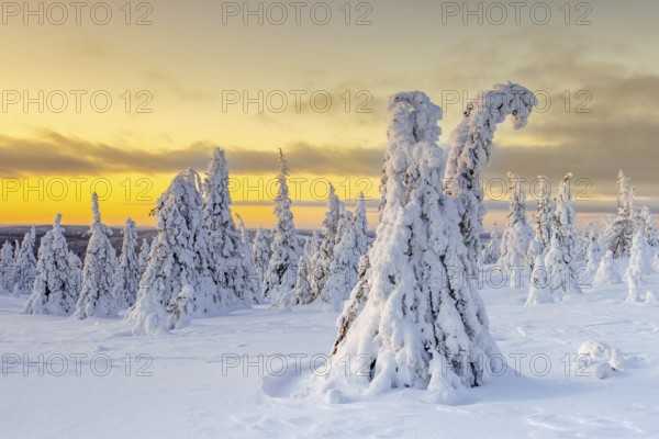 Tykky forest, snow covered spruce trees on the taiga at sunrise in winter, Riisitunturi National