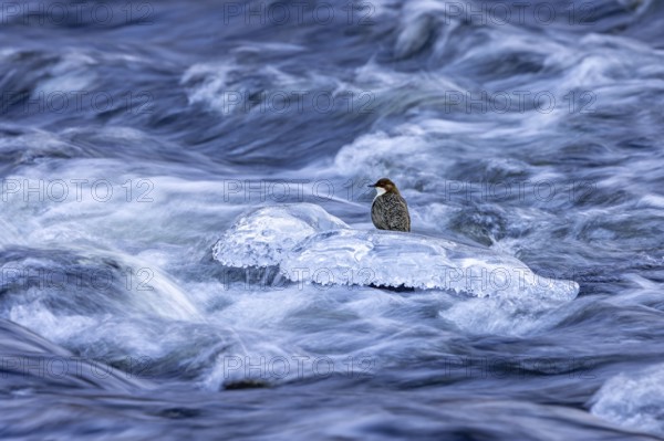 Northern white-throated dipper (Cinclus cinclus cinclus) foraging along frozen stream in winter,