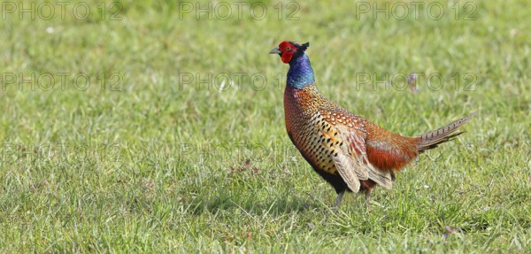 Pheasant, hunting pheasant (Phasianus colchicus), adult male bird in a meadow, wildlife, Lembruch,