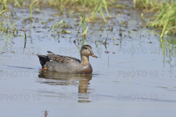 Gadwall (Mareca strepera), male, swimming on bog pond, spring, wildlife, Hüde, Ochsenmoor, Dümmer