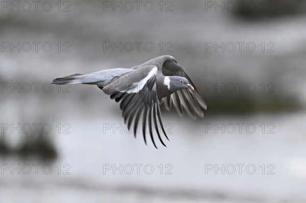 Wood pigeon (Columba palumbus), in flight, Texel, West Frisian Island, province of North Holland,