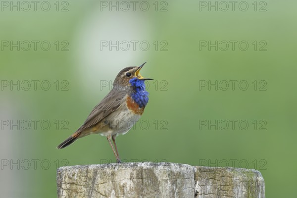 Bluethroat (Luscinia svecica cyanecula), male, singing on a pasture fence post, wildlife, Lembruch,