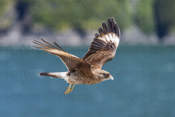 Peregrine Falcon (Falco peregrinus) in flight with outstretched wings near Caleta Gonzalo,