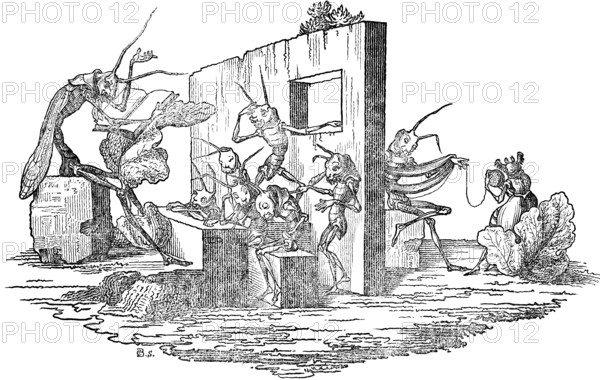 Chaos in the school of grasshoppers, parable about human life, depicted in caricatures of the