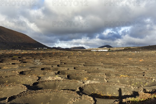 Viticulture on volcanic soil, protective walls for vines, crater, typical landscape with volcanic