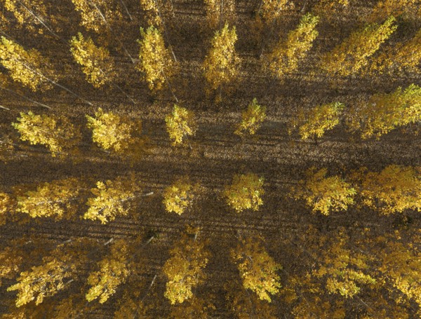 European Aspen (Populus tremula) in autumnal colours. Cultivated for timber. Aerial view. Drone