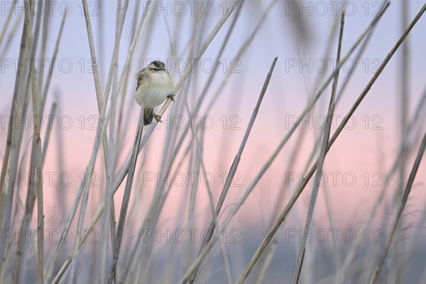 Reed warbler (Acrocephalus schoenobaenus), male on reeds, Lake Neusiedl National Park, Seewinkel,