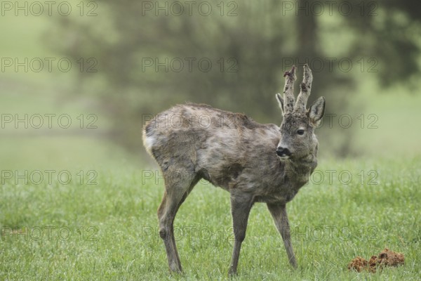 European roe deer (Capreolus capreolus) buck with shaggy winter coat and long, barely covered bast