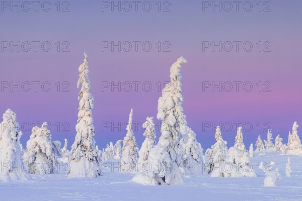 Tykky forest, snow covered spruce trees on the taiga at sunset in winter, Riisitunturi National