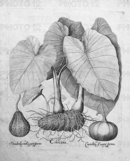 Taro (Colocasia esculenta), pumpkins, copperplate engraving by Basilius Besler, from the plant book