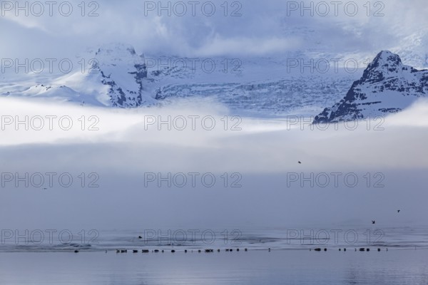 Seals on ice floes, fog, clouds, glaciers, mountains, winter, Jökulsarlon, Vatnajökull, Iceland,