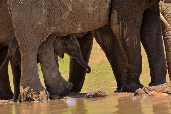 African elephant (Loxodonta africana), young animal, calf, baby elephant, mother, young animal with