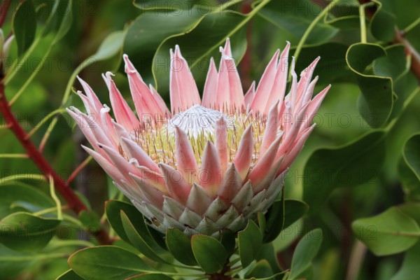 King Protea (Protea cynaroides), flower, flowering, flower, in spring, Kirstenbosch Botanical
