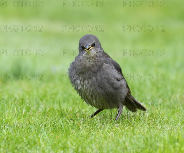 Starling (Sturnus vulgaris), young bird standing on a lawn in the garden, Lower Saxony, Germany,
