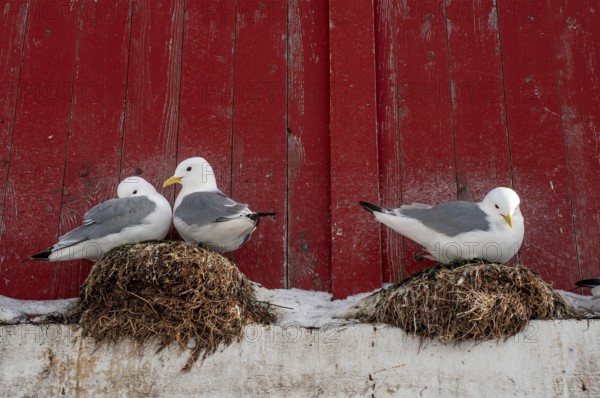 Seagulls in front of a red wooden wall, Å i Lofoten or Å for short, Lofoten, Northern Norway,