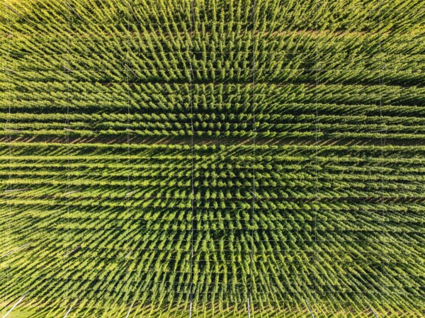 Bird's eye view of a symmetrical green field with densely growing plants, hop garden, Hochdorf,