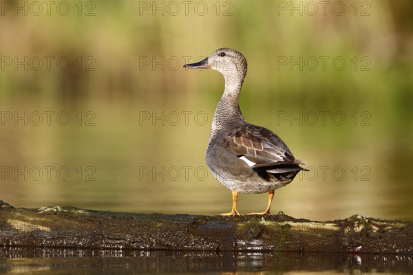 Gadwall (Mareca strepera) resting on a floating tree trunk, Flusslandschaft Peenetal nature park