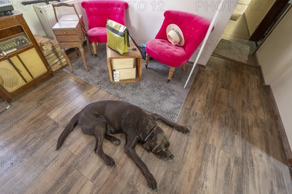 Sleeping dog, breed Labrador lying stretched out on the floor of a living room corner,