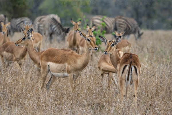 Herd of impala (Aepyceros melampus) in tall grass, black heeler antelope, Kruger National Park,