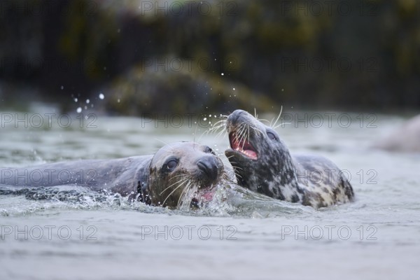 Grey seal (Halichoerus grypus) playing with each other in the water, sea, Düne, Helgoland,