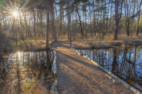 View of a backlit path in the moor adventure trail, Sonnenstrahl, Otternhagener Moor, Resse,