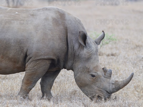Southern white rhinoceros (Ceratotherium simum simum), adult male feeding on dry grass, with