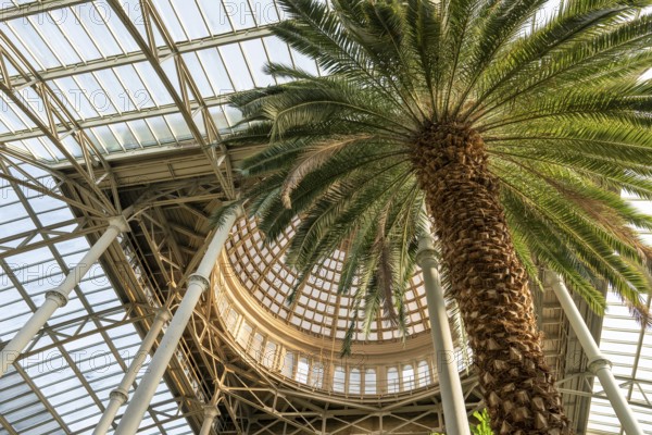 Central hall with dome, palm garden, Ny Carlsberg Glyptotek or New Carlsberg Glyptothek, art museum
