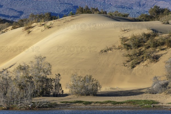 Nature reserve Dunes of Maspalomas, small lagoon La Charca de Maspalomas and sand dunes in the
